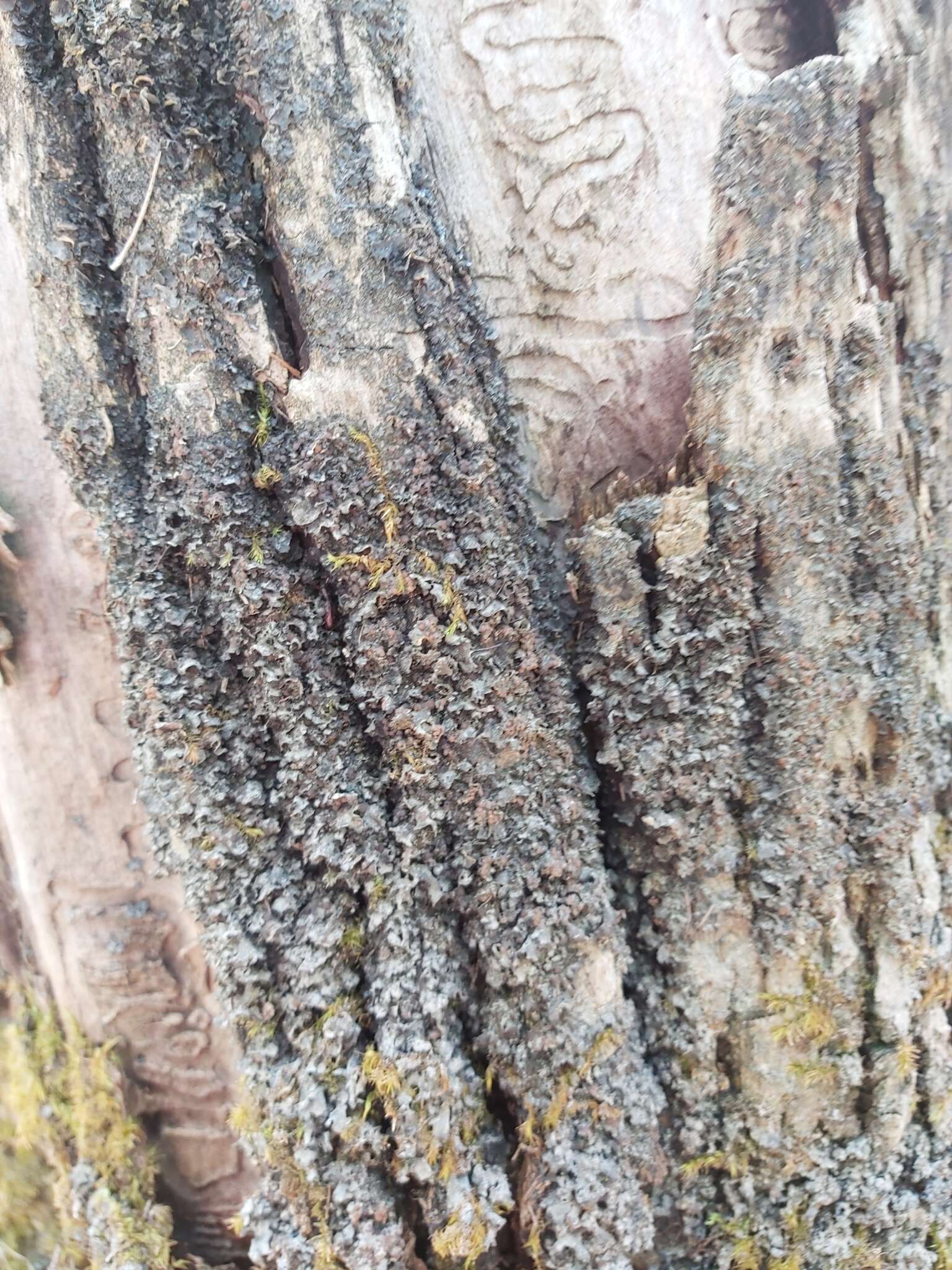 Image of Flooded Jellyskin Lichen