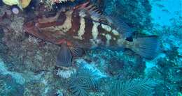 Image of Nassau Grouper