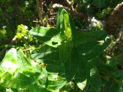 Plancia ëd Hypericum foliosum Dryand. ex Ait.