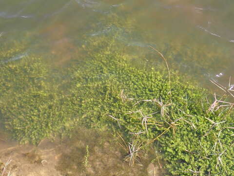 Image of Manatee Mudflower