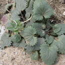 Image of Erodium tibetanum Edgew. & Hook. fil.