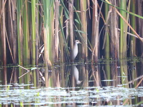 Image of Little Crake