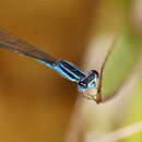 Image of Aciagrion fragile (Tillyard 1906)