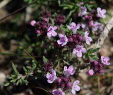 Thymus willdenowii Boiss. resmi