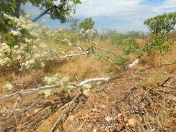 Image of Corymbia grandifolia (R. Br. ex Benth.) K. D. Hill & L. A. S. Johnson