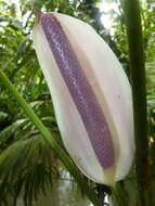 Anthurium formosum Schott resmi