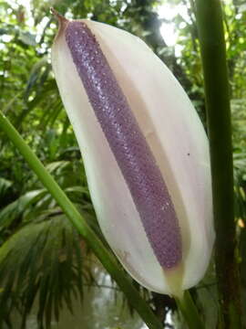 Imagem de Anthurium formosum Schott