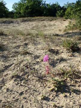 Image of large-fruited sand verbena