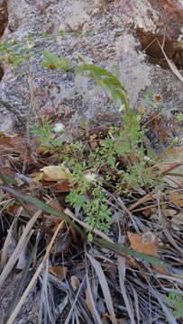 Plancia ëd Hofmeisteria sinaloensis Gentry