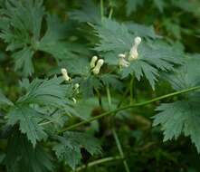 Imagem de Aconitum lycoctonum L.