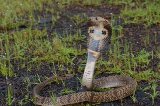 Image of Indian cobra