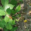 Image of Rubus caucasicus Focke