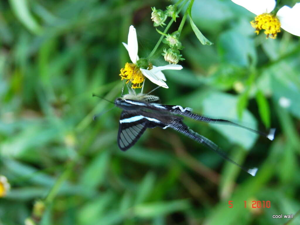 Image of Green Dragontail Butterfly