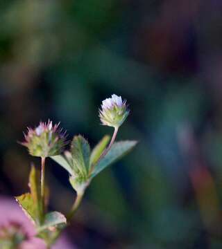 Image de Trifolium buckwestiorum Isely