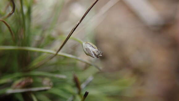 Image of Coastal-Plain Spike-Rush