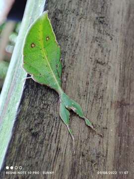 Image of Cryptophyllium chrisangi (Seow-Choen 2017)