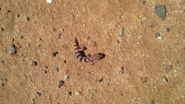 Image of Desert Banded Gecko