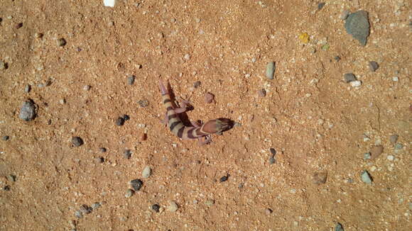 Image of Desert Banded Gecko