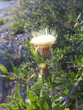 Image of Klasea flavescens (L.) J. Holub