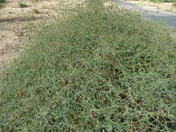 Image of Maerua juncea Pax