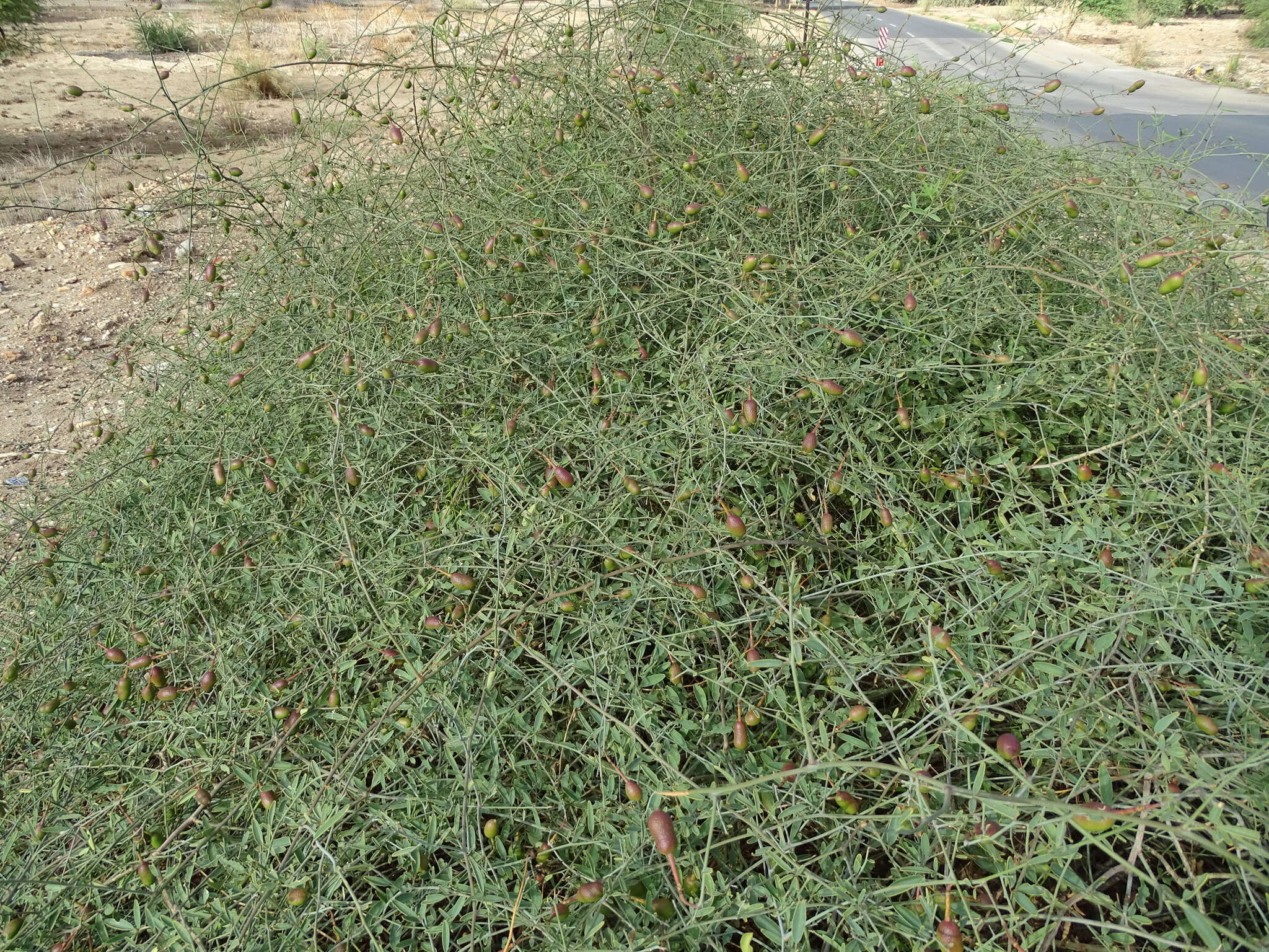 Image of Maerua juncea Pax