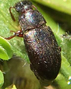 Image of Beetle