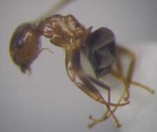 Image de Lasius psammophilus Seifert 1992