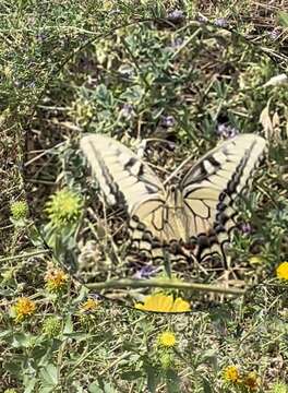 Image of Papilio machaon oregonia W. H. Edwards 1876