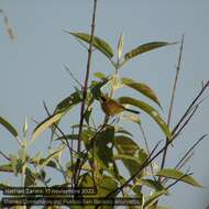 Image of Hooded Yellowthroat