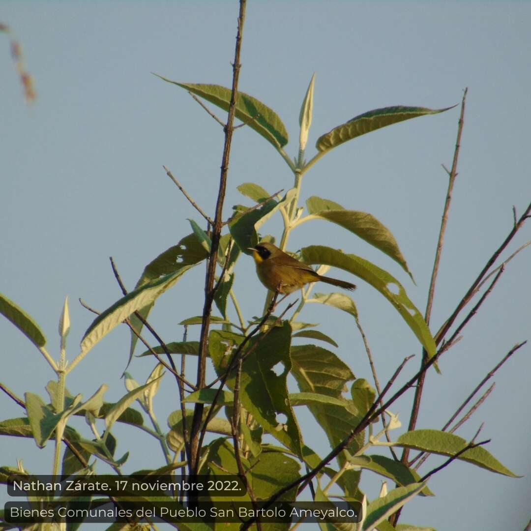 Image of Hooded Yellowthroat