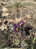 Image of Pulsatilla montana (Hoppe) Rchb.