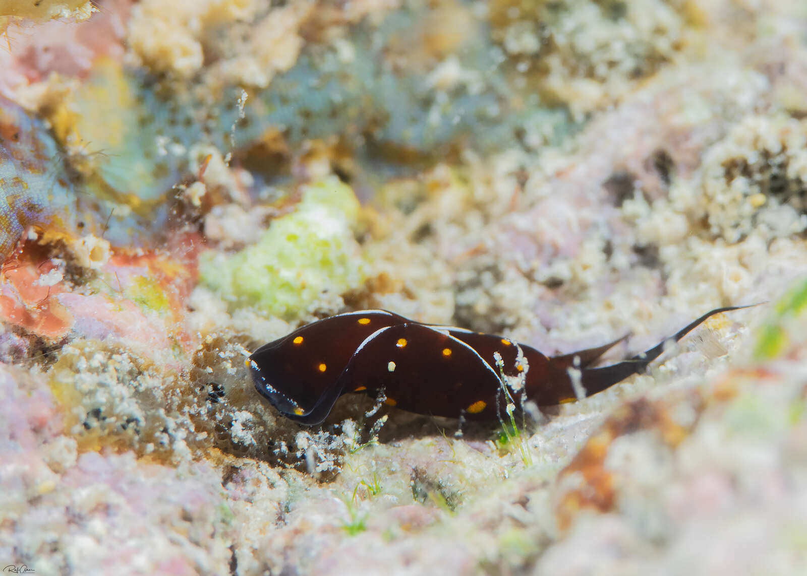 Image of Chelidonura punctata Eliot 1903