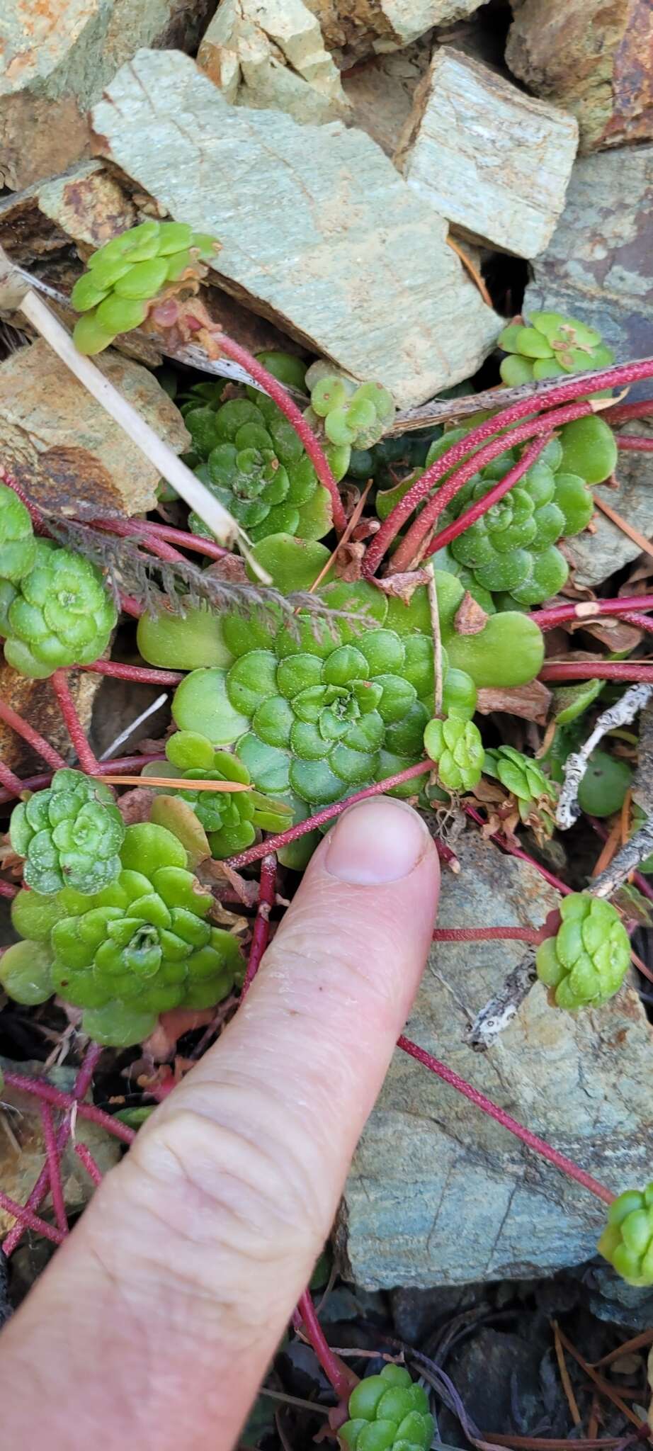 Imagem de Sedum spathulifolium subsp. purdyi (Jeps.) Clausen