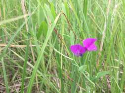 Слика од Lathyrus palustris L.