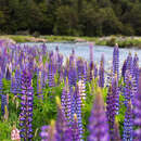 Слика од Lupinus regalis Bergmans