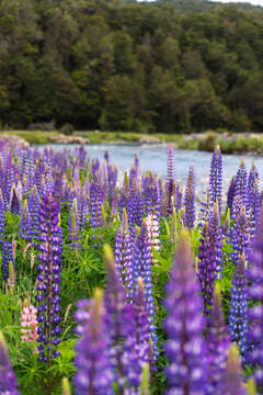 Слика од Lupinus regalis Bergmans