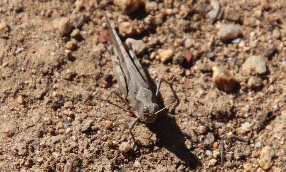 Trimerotropis thalassica Bruner & L. 1889 resmi