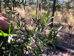 Image of Denhamia cunninghamii (Hook.) M. P. Simmons