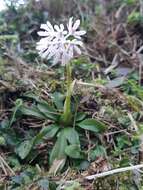 Image of Heloniopsis umbellata Baker