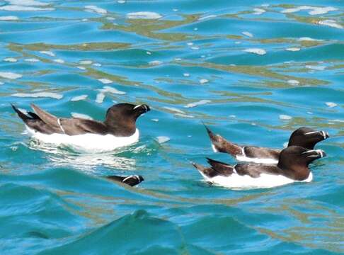 Image of Lesser auk