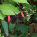 Image of Heliconius erato hydara Hewitson 1867