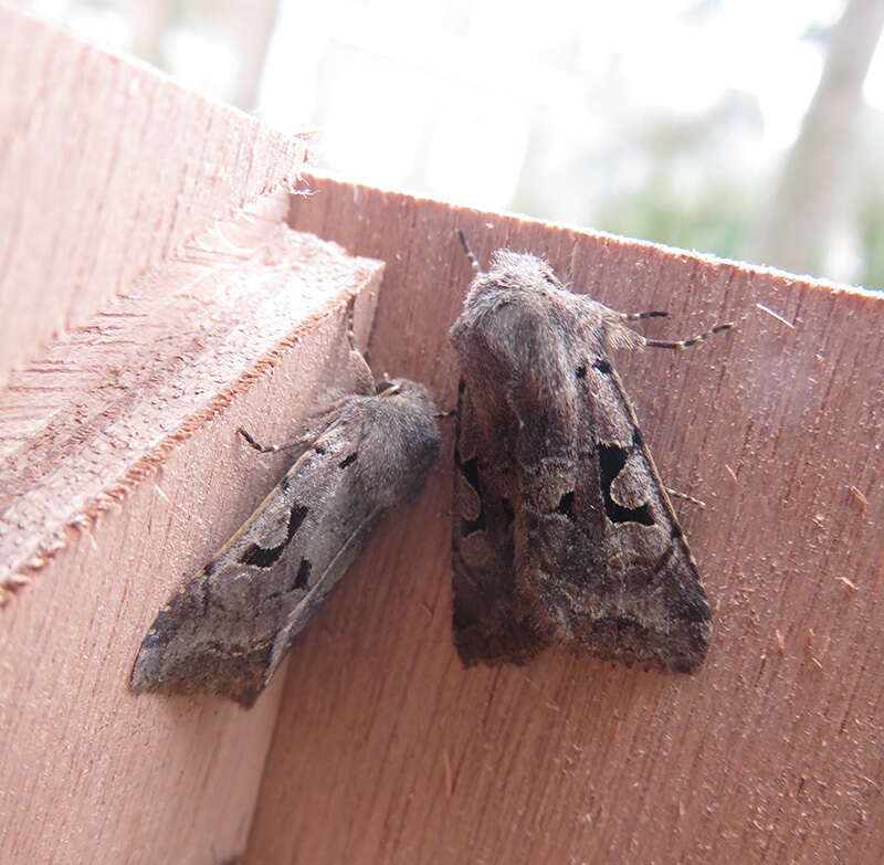 Orthosia gothica Linnaeus 1758 resmi