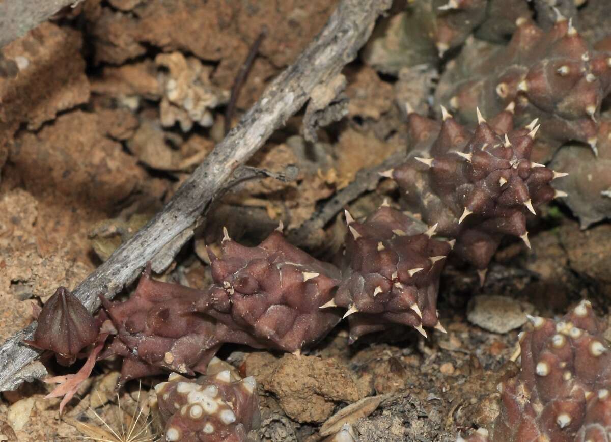 Image de Ceropegia caespitosa subsp. caespitosa