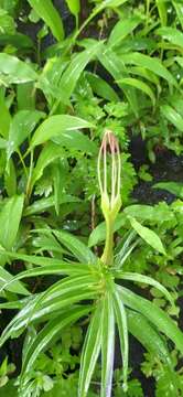 Image of Ceropegia attenuata Hook.