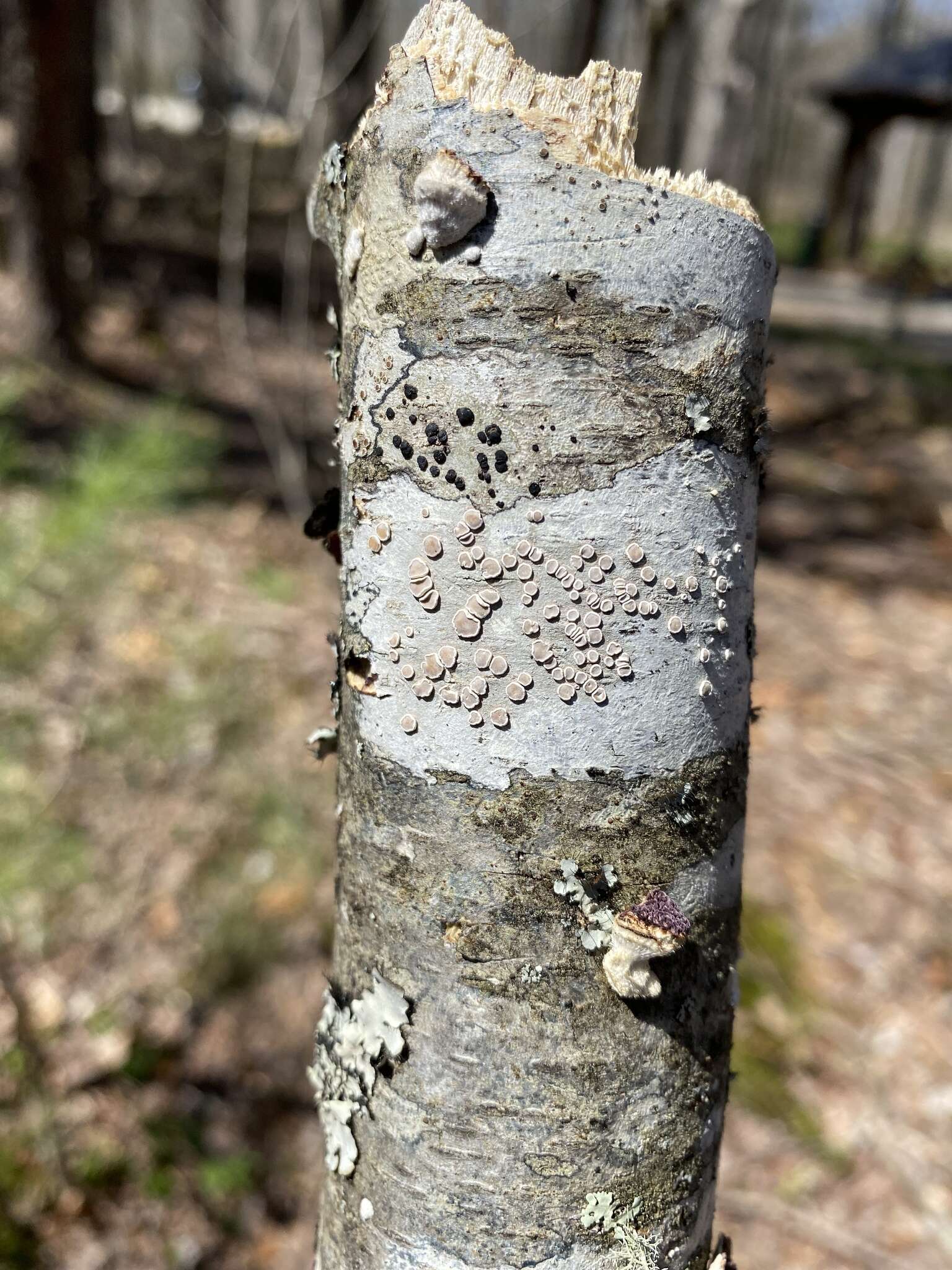 Image of Lecanora subpallens