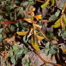Image of Hoffmannseggia peninsularis (Britton & Rose) Wiggins