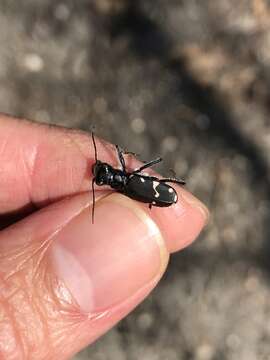 Image of Cicindela (Cicindela) patruela consentanea Dejean 1825