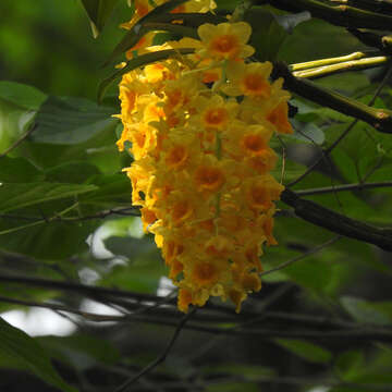 Image of Densely flowered Dendrobium