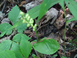 Image of white adder's-mouth orchid