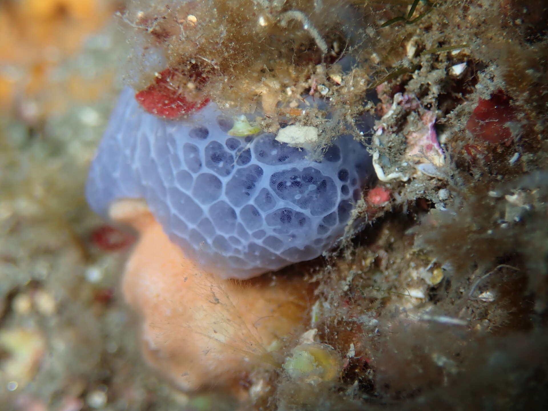 Image of bluish encrusting sponge